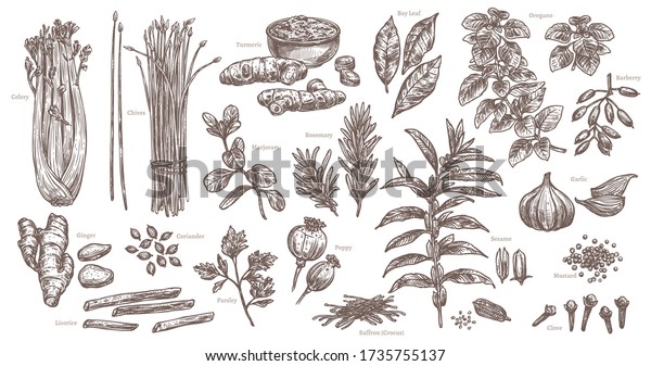 Sketch spices and\
herbs. Isolated set of celery, chives, garlic, ginger, sesame. Hand\
drawn branches and leaves of oregano and rosemary. Vector food and\
ingredient illustration