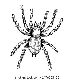 Sketch of spider. Hand drawn illustration converted to vector