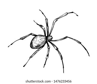 Sketch of spider. Hand drawn illustration converted to vector