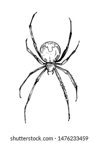 Sketch Spider Hand Drawn Illustration Converted Stock Vector (Royalty ...