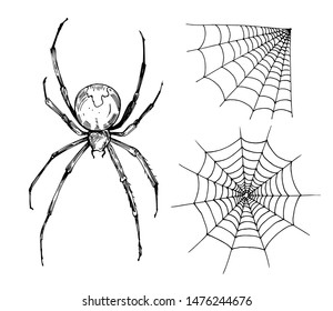 Sketch of spider web. Hand drawn outline with transperent background