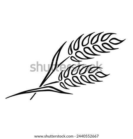 Sketch spikelet isolated. A pair of seams of wheat vintage. Hand engraving grain agricultural culture. 