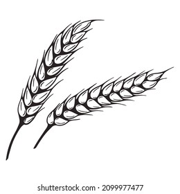 Sketch spikelet isolated vector illustration. A pair of seams of wheat vintage. Hand engraving grain agricultural culture