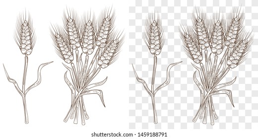 Sketch of spikelets. Bunch of wheat ears. Whole stalks, organic vegetarian food, packaging element. Template, print, design element. White background transparent in EPS. Vector illustration.