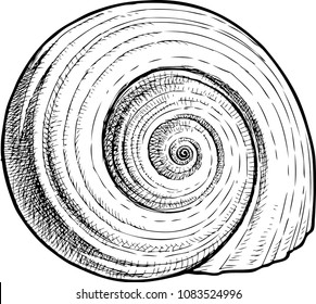 Sketch of a spiral seashell