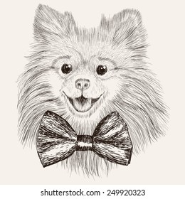 Sketch Spitz with bow tie. Hand drawn dog illustration.