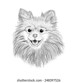 Sketch Spitz. Hand drawn face of dog vector illustration.