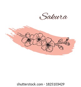 Sketch. A sprig of cherry blossoms. Illustration on a pink smear