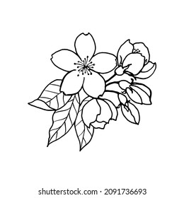 Sketch of spring almond, sakura, apple tree branch with bud, flowers. Hand draw botanical doodle vector illustration in black contrast with white fill.