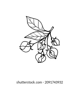 Sketch of spring almond, sakura, apple tree branch with buds. Hand draw botanical doodle vector illustration in black contrast with white fill.