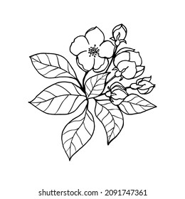 Sketch of spring almonds, sakura, apple tree branch with buds and blossoms. Hand draw botanical doodle vector illustration in black contrast with white fill. 