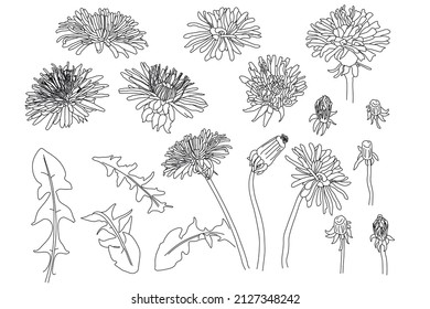 Sketch spring Floral Botany Collection. dandelion flower drawing set. Black and white with line art Botanical illustration of flowers. Herbal engraved