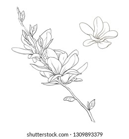 Sketch of spring flowers. Magnolia isolated on white background. Vector illustration