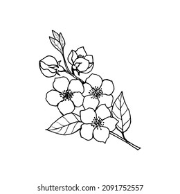  Sketch of spring flowers of quince, almond, apple tree branches with buds and flowers. Hand draw botanical doodle vector illustration in black contrast with white fill. 