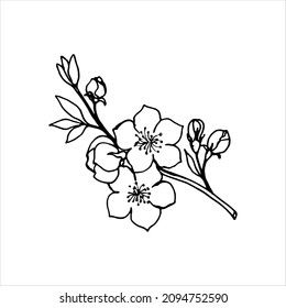 Sketch of spring flowers of quince, almond, apple tree branches with buds and flowers. Hand draw botanical doodle vector illustration in black contrast with white fill.