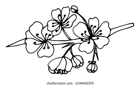 Sketch of spring flowers of quince, almond, apple tree branches with buds and flowers. Hand draw botanical doodle vector illustration in black contrast with white fill.