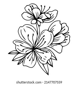 Sketch of spring flowers of quince, almond, apple tree branches with buds and flowers. Hand draw botanical doodle vector illustration in black contrast with white fill.