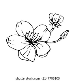 Sketch of spring flowers of quince, almond, apple tree branches with buds and flowers. Hand draw botanical doodle vector illustration in black contrast with white fill.