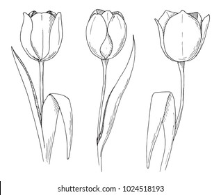 Sketch Spring Flowers Tulips Isolated On Stock Vector (Royalty Free ...