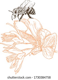 Esbozar la primavera y el verano flor floreciente y la abeja monocroma ilustración vectorial.