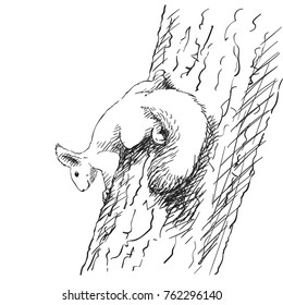 Sketch of squirrel climbing on tree trunk, Hand drawn vector illustration
