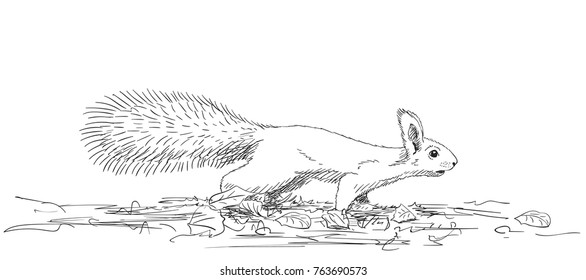 Sketch of squirrel with fluffy tail running on ground on four legs, Hand drawn vector illustration with hatched shades