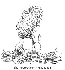 Sketch of squirrel with fluffy tail up standing on ground on four legs, Hand drawn vector illustration with hatched shades