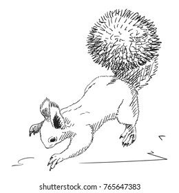 Sketch of squirrel with fluffy tail up, Hand drawn vector illustration with hatched shades