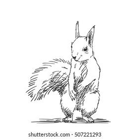 Sketch Of Squirrel Hand Drawn Vector Illustration