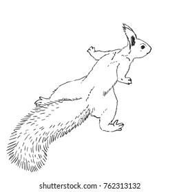 Sketch of squirrel, Hand drawn vector illustration