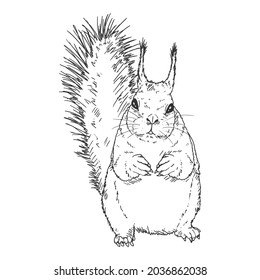 Sketch Squirrel. Side View. Vector Illustration on White Background