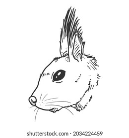 Sketch Squirrels Head. Vector Illustration on White Background