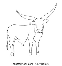 Sketch of a standing bull with large horns on a white background. Contour vector illustration for your logo, coloring and other design