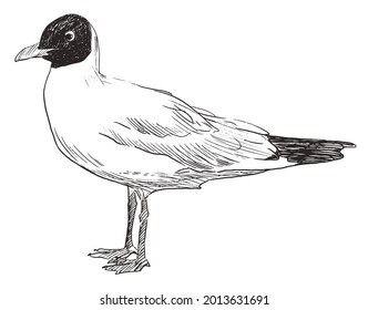 Sketch Of Standing Seagull Hand Drawn Vector Doodle Illustration