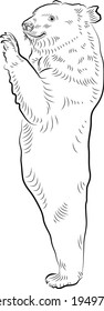 Sketch. Standing up tibetan bear.
