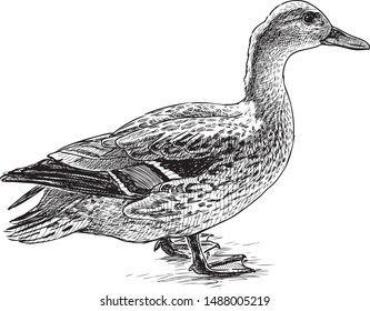 Sketch of a standing wild drake