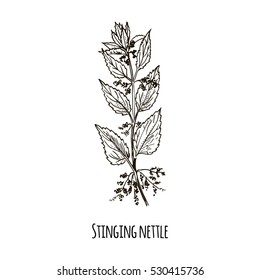 Sketch of Stinging nettle. Hand drawn botanical vector illustration