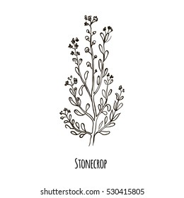 Sketch of Stonecrop. Hand drawn botanical vector illustration