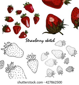 Sketch strawberry