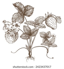 Sketch of a strawberry bush. Berries, flowers, branches and leaves on a white background. Vector, linear illustration in the style of an old engraving. Images for packaging herbal tea, jam.