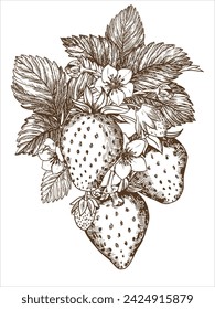 Sketch of a strawberry bush. Berries, flowers, branches and leaves on a white background. Vector, linear illustration in the style of an old engraving. Images for packaging herbal tea, jam.