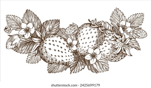 Bosquejo de un arbusto de fresa. Bayas, flores, ramas y hojas sobre un fondo blanco. Vector, ilustración lineal en el estilo de un grabado antiguo. Imágenes para envasar té de hierbas, mermelada.