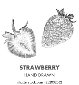 Sketch of strawberry. Hand drawn vector illustration. Fruit collection.