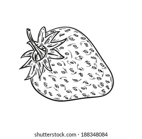 Sketch Of The Strawberry On White Background