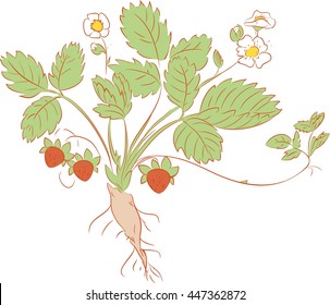 sketch of Strawberry plant
