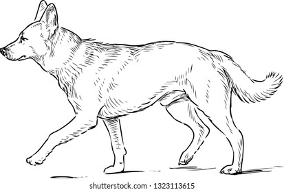 Sketch of a striding shepherd dog
