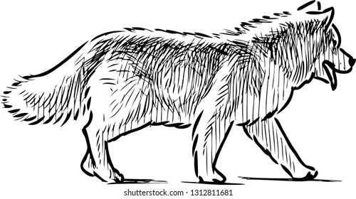 Sketch of a strolling guard dog