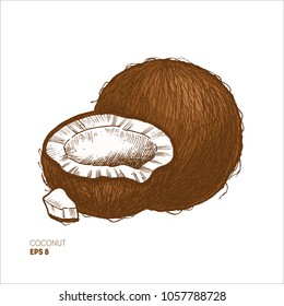 Sketch style coconut colored illustration. Vintage coconut. Vector illustration