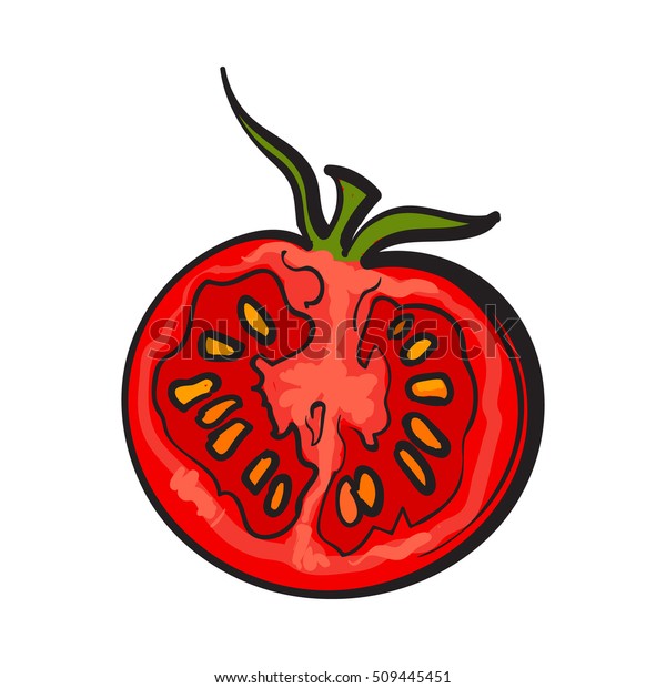 Sketch style drawing of ripe red half\
tomato, vector illustration isolated on white background. Half of\
ripe tomato, side view, hand drawn\
illustration