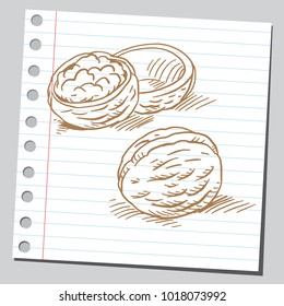 Sketch style drawing of a walnuts